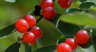 Zimolez tatarský: jaká je jeho zvláštnost a jak se pěstuje okrasný keř?